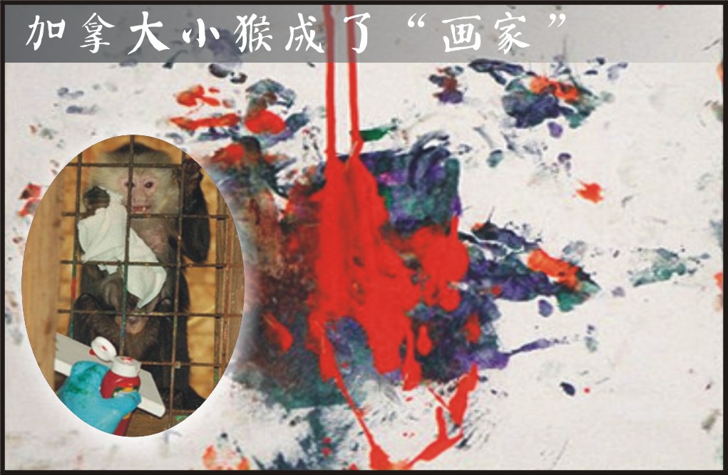 加拿大小猴画作一幅卖250英镑（图）